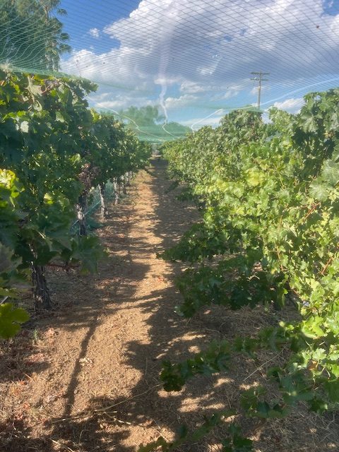 Eli Madyson Vineyard