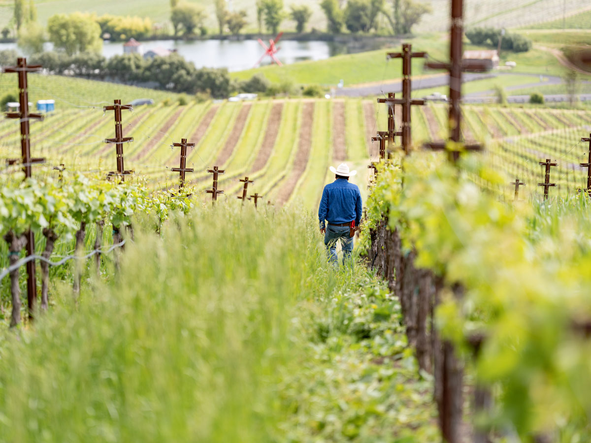 Vineyard Management Services